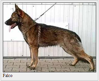 Slain Police Dog, Falco.png