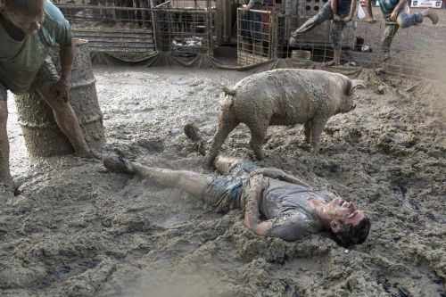 WrestlingPig.image_.jpg